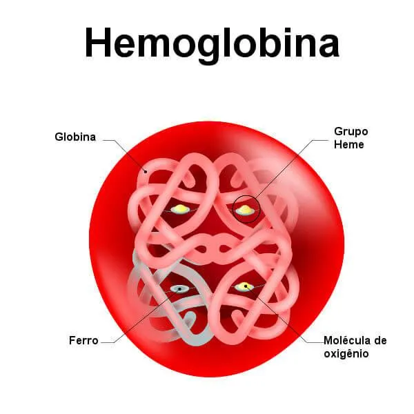 A hemoglobina transporta oxigênio para o organismo