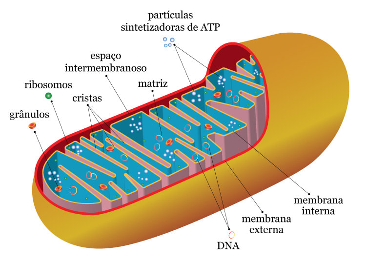 A mitocndria  a responsvel em promover energia para nossas clulas
